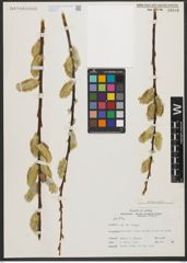 Foto von Salix L.